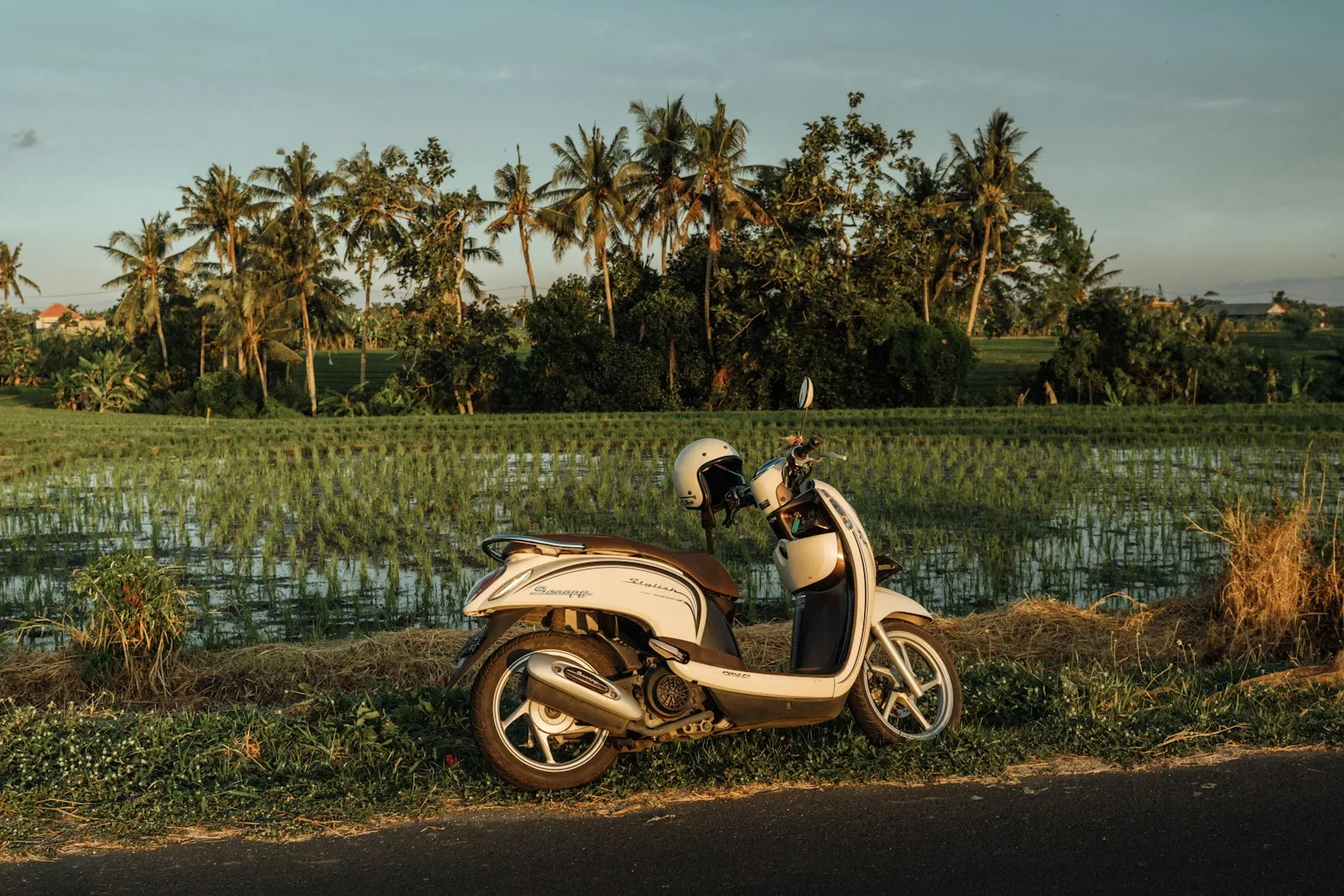 Motor berwarna krem di dekat sawah di Bali